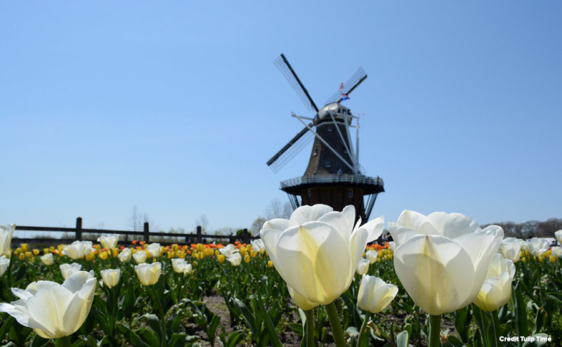 Holland Tulip Festival