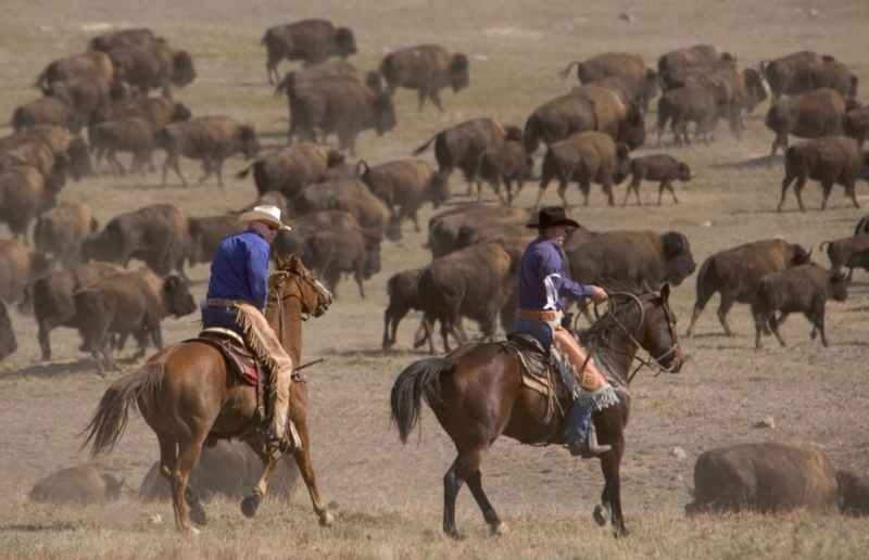 Black Hills Buffalo Roundup