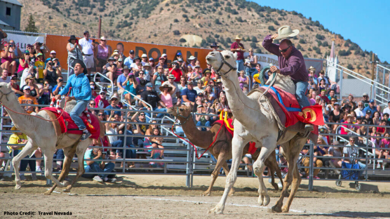 Hot Air Balloons & Camel Races