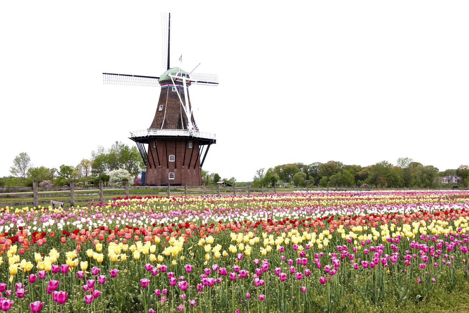 Tulip Gardens In Holland Mi | Fasci Garden
