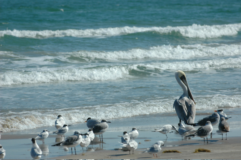 San Antonio & The Texas Riviera