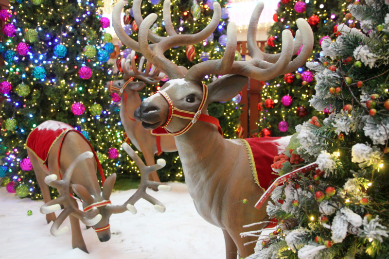 Louisville’s Reindeer Racing