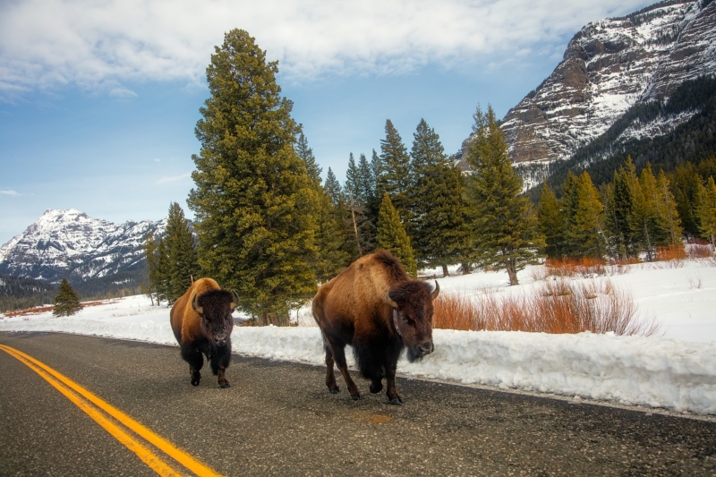 Yellowstone Winter Wonderland